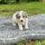 Toy Poodle 7 thumbnail