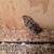 Coturnix Quail 3 thumbnail