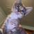 Kittens 4 thumbnail