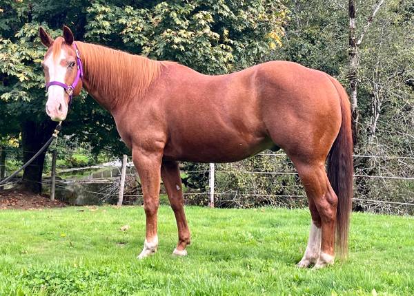 Nice 4-H/OHSET/Trails Gelding 1