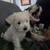 Mini schnauzer puppies 2 thumbnail