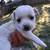 Chiweenie 1 thumbnail