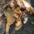 German shepherd dog 2 thumbnail