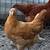 PULLETS - MANY DIFFERENT KINDS - BEAUTIFUL & HEALTHY 1 thumbnail
