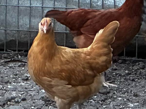 PULLETS - MANY DIFFERENT KINDS - BEAUTIFUL & HEALTHY 1