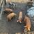 Feeder pigs 1 thumbnail