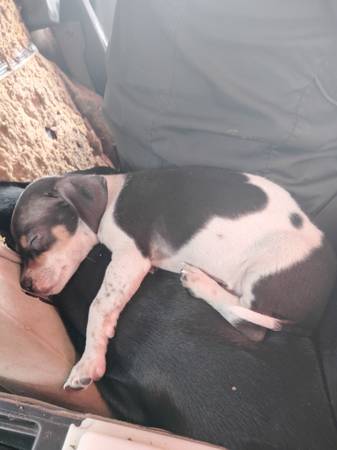 Chiguahua mix puppies 1