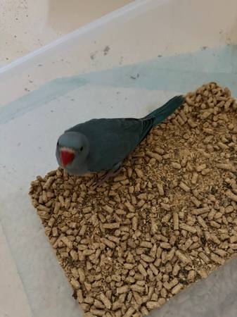 Indian Ringneck 1