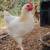 Barnyard Mix Chicks / Cockerals 3 thumbnail