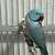 Indian Ringneck Parakeet Pair 4 thumbnail