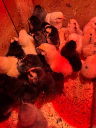 Chicks 1