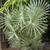Carnauba Wax Palms ///// COPERNICIA prunifera 5 thumbnail