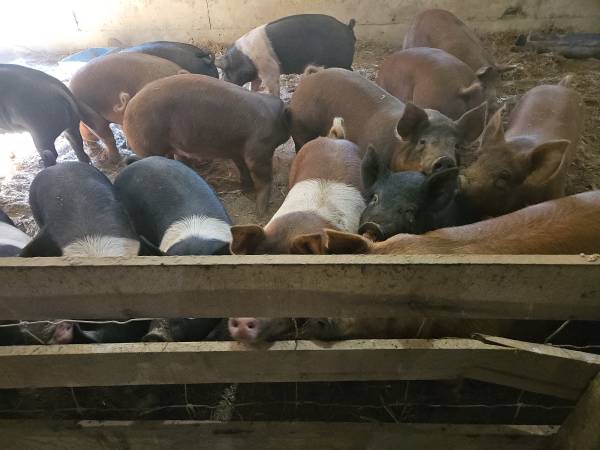 Fat hogs 1
