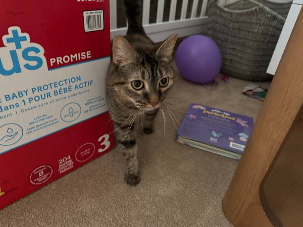 No fee - Loving and skittish cat for adoption 1