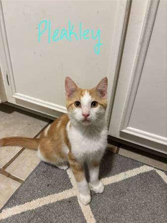 4 Month Old Kitten 1