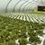 AmHydro Nutrient Flow Hydroponic System 3 thumbnail