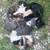 Kittens: Free 3 thumbnail