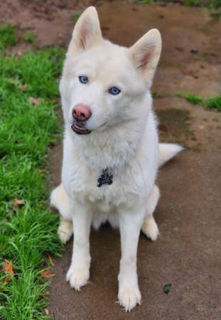 Female Siberian Husky (Carmichael)63881395664257120