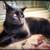Pet Digital Portraits - Free service 23 thumbnail