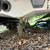 1997 Correct Craft Sport Ski Nautique with trailer 6 thumbnail