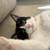 Rehoming Sweet 1 Year Old Spayed Cat $1 2 thumbnail
