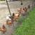 Laying hens 1 thumbnail