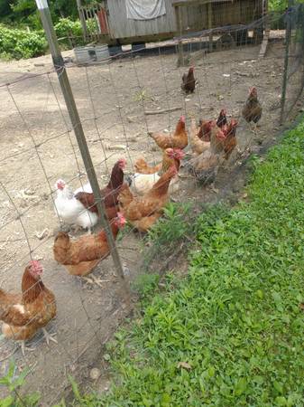 Laying hens 1