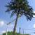 Tree service/ tree removal/ land clearing 1 thumbnail