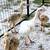 Rhea Chicks 1 thumbnail