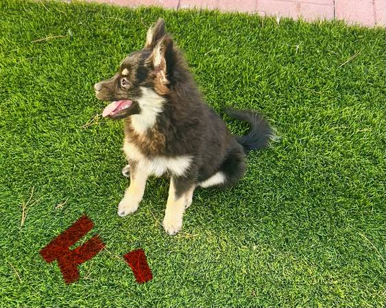 Pomeranians (El Paso)63693560579457121