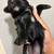 Miniature schnauzer puppies 4 thumbnail