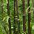Black Bamboo  Phyllostachys nigra Plant in pot natural 1 thumbnail