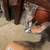 kittens 4 thumbnail