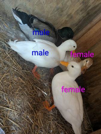 Call ducks (Ayden)