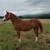 Flashy Registered Half Welsh Filly 2 thumbnail