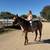 American quarter horse mare 1 thumbnail