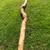 WALKING STICKS/CREPE MYRTLE 3 thumbnail