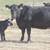 3-4-5 YR. OLD ANGUS PAIRS 12 thumbnail