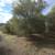Olive trees 3 thumbnail