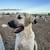 ANATOLIAN SHEPHERD 2 thumbnail