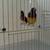 Lady Gouldian Finch Pair 1 thumbnail