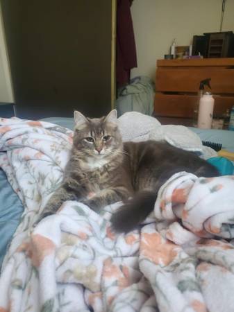 Desaparecido: Pelo mediano, parcialmente ciego, por favor ayude, recompensa. (Coburg RD/Willakenzie RD)63469800836993123