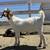Goat Kids, does & Bucklings 3 thumbnail