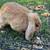 Holland Lop buck for rehoming pet home only 1 thumbnail