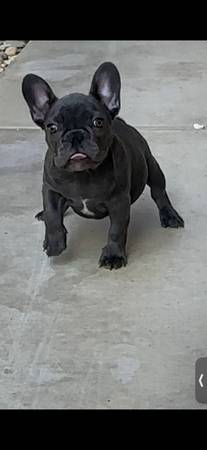 M-Frenchie 1