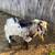 Goats / doeling 6 thumbnail