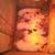 Yorkshire mix piglets 2 thumbnail