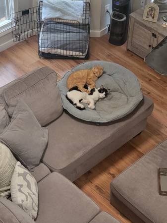 Missing/lost orange cat REWARD OFFER (Lubbock)64144100540545121