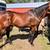 Gelding 2 thumbnail