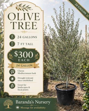 🫒 Olive Trees 🫒 1